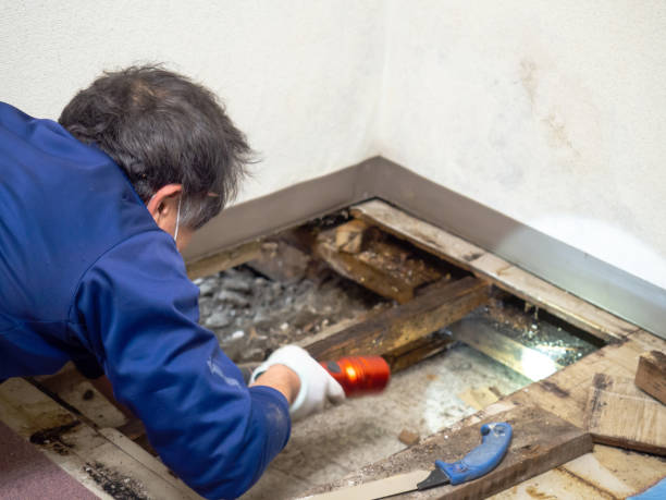 Best Crawl Space Mold Removal  in Langley, WA