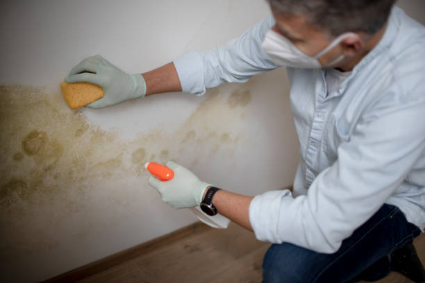 Best Mold Removal Process  in Langley, WA