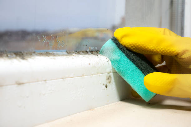 Best Mold Testing  in Langley, WA