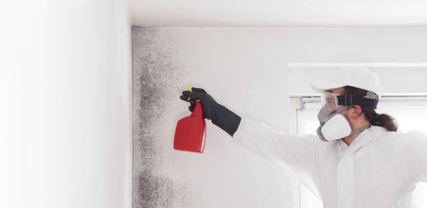 Trusted Langley, WA Mold Removal Experts