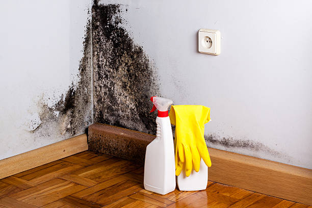 Best Water Damage Restoration  in Langley, WA